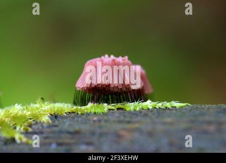 Myxomyceta Schleimform Stemonitis fusca auf Holz Stockfoto