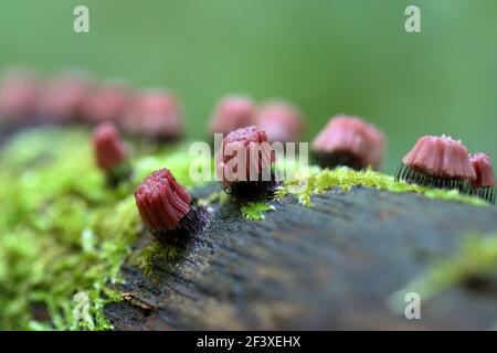 Myxomyceta Schleimform Stemonitis fusca auf Holz Stockfoto