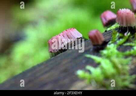 Myxomyceta Schleimform Stemonitis fusca auf Holz Stockfoto