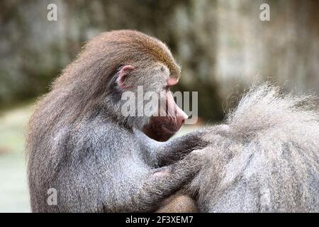 Hamadryas Baboon Papio hamadryas der heilige Ape von Ägypten Stockfoto