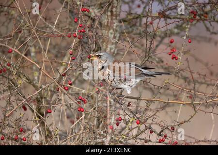 Turdus pilaris Fieldfare Fütterung an roten Beeren Stockfoto