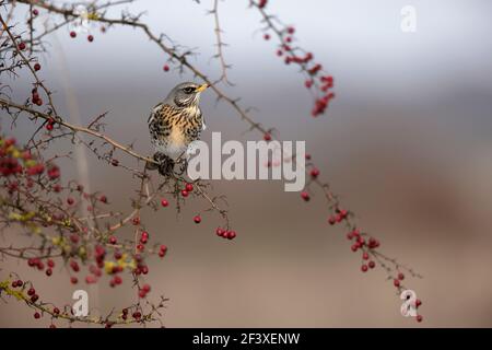 Turdus pilaris Fieldfare Fütterung an roten Beeren Stockfoto