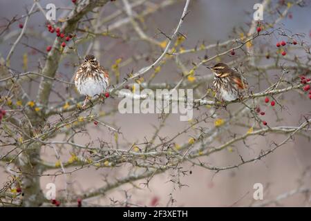 Turdus iliacus Rotflügelfressend an roten Beeren Stockfoto