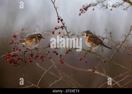 Turdus iliacus Rotflügelfressend an roten Beeren Stockfoto