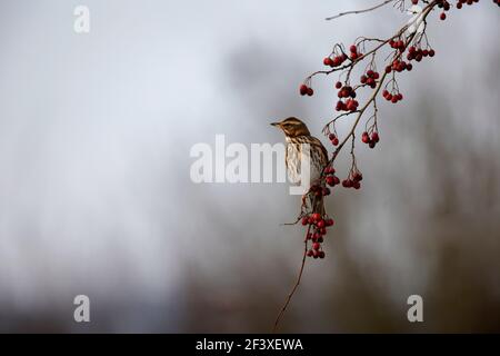 Turdus iliacus Rotflügelfressend an roten Beeren Stockfoto