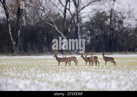 Europäischer Roe-Deer Capreolus capreolus in schneebedeckten Feldern Stockfoto