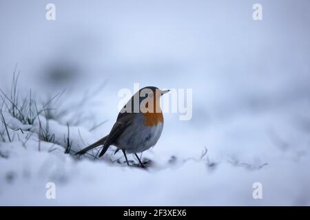 Robin Erithacus rubecula sitzt auf verschneiten Böden Stockfoto