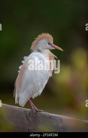 WESTERN Cattle-Egret Bubulcus Ibis in der Nähe Stockfoto