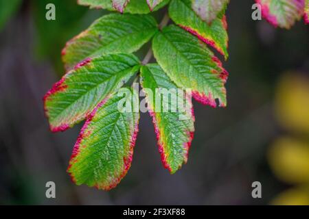 Nahaufnahme der Herbstblätter der Beach Rose (Rosa rugosa) in den Dünen.warme Farben von rot, rosa, grün. Pflanzenarten aus Europa, Asien und Nordamerika. Stockfoto