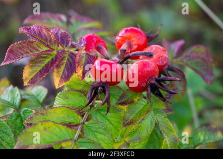 Rose Hagebutten von Beach Rose (Rosa rugosa) in den Dutch Dunes, rot und glänzend mit Regentropfen. Blätter mit Farben des Herbstes. Europa, Asien und Nordamerika. Stockfoto