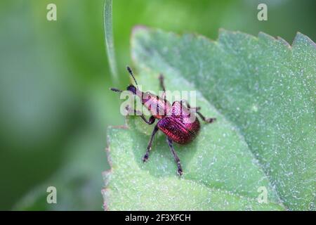 Pfirsich Weevil Rhynchites bacchatus auf einem Blatt Stockfoto