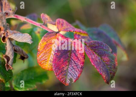 Nahaufnahme der Herbstblätter der Beach Rose (Rosa rugosa) in den Dünen.warme Farben von rot, rosa, grün. Pflanzenarten aus Europa, Asien und Nordamerika. Stockfoto
