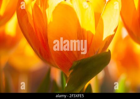 Nahaufnahme von hellen und sonnigen orangefarbenen Tulpen aus Holland. Farbenfrohes Bild mit Lichtern und Schatten, Details von grünen Blättern. Frühling und Sommer Stockfoto