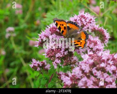 Bunte orange Schmetterling kleine Tortoiseshell (Aglais urticae) Fütterung Nektar auf rosa lila Blüten von Oregano (Origanum vulgare). Eurasische Arten. Stockfoto