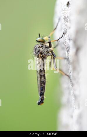 Asiliadae Robbert Fliege ruht auf Rinde Stockfoto