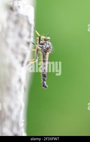 Asiliadae Robbert Fliege ruht auf Rinde Stockfoto