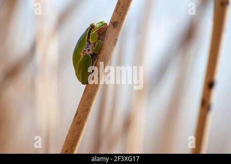 Baumfrosch Hyla meridionalis Barsch Stockfoto