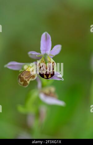 Bienenorchidee Ophrys apifera blüht Stockfoto