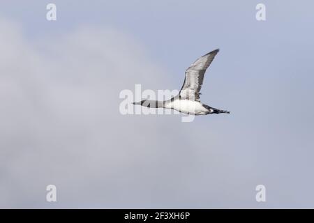 Roten Throated Diver - im Flug Gavia Stellata Fetlar RSPB Reserve Shetland, UK BI010445 Stockfoto