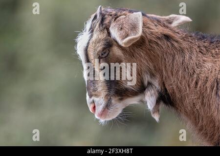 Ziege aus Kreta im Portrait Stockfoto