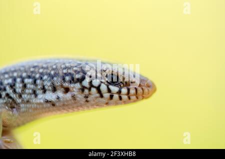 Echse Chalcides ocellatus aus der Nähe von Kreta, Griechenland Stockfoto