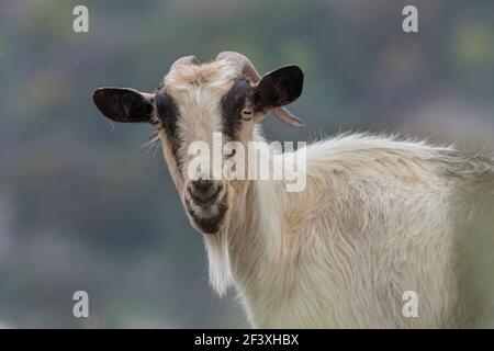 Ziege aus Kreta im Portrait Stockfoto