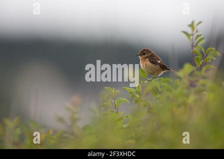 Steinechat Saxicola rubicola Weibchen in Vegetation thront Stockfoto