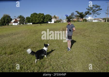 MARILIA, BRASILIEN, SÜDAMERIKA, AUGUST 02, 2020. Border Collie. Hund spielt mit seinem Besitzer frisbie spielen und Kunststoff-Ball auf Rasen im Stadtpark in der Stockfoto
