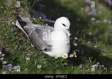 Fulmar Fulmarus glacialis Sumburgh Head Shetland, Großbritannien BI010607 Stockfoto