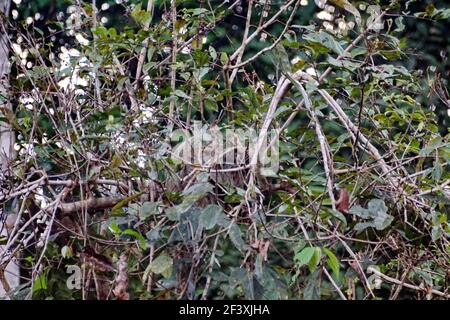 Faultier in einem Baum im Cuyabeno Wildlife Reserve außerhalb des Lago Agrio, Ecuador Stockfoto