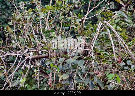 Faultier in einem Baum im Cuyabeno Wildlife Reserve außerhalb des Lago Agrio, Ecuador Stockfoto