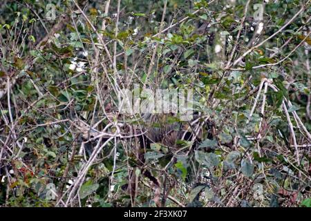 Faultier in einem Baum im Cuyabeno Wildlife Reserve außerhalb des Lago Agrio, Ecuador Stockfoto