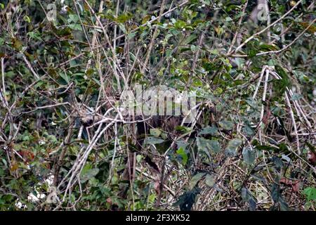 Faultier in einem Baum im Cuyabeno Wildlife Reserve außerhalb des Lago Agrio, Ecuador Stockfoto