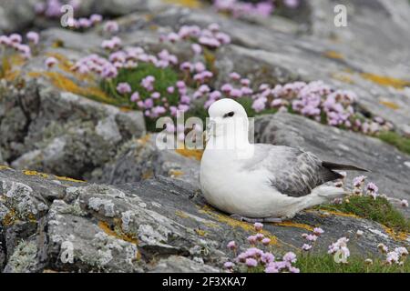 Fulmar - auf Klippe mit Sparsamkeit Fulmarus Cyclopoida Mousa Insel Shetland, UK BI010640 Stockfoto