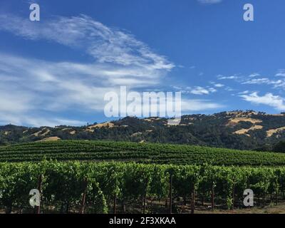 Eine Landschaftsansicht von Weinbergreihen in Sonoma County, Kalifornien mit Bergen im Hintergrund Stockfoto