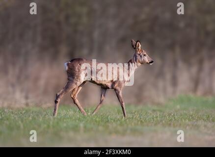 Grau-brauner Hirsch Hirsch Hirsch auf der Wiese, im Hintergrund ein Wald Stockfoto