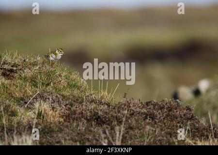 Golden Plover - ChickPluvialis apricaria Yell, Shetland, UK BI010702 Stockfoto