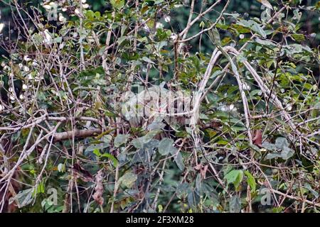 Faultier in einem Baum im Cuyabeno Wildlife Reserve außerhalb des Lago Agrio, Ecuador Stockfoto