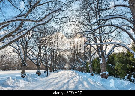 Verschneite Gasse im alten Park. Toila, Kreis Ida-Viru, Estland Stockfoto