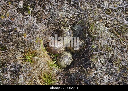 Golden Plover - Nest mit vier EierPluvialis apricaria Yell, Shetland, UK BI010710 Stockfoto