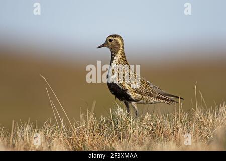 Golden Plover Pluvialis Apricaria Yell, Shetland, UK BI010715 Stockfoto