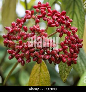 Rote Früchte Viburnum rhytidophyllum im Garten Stockfoto