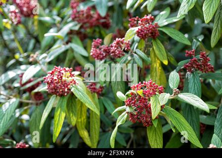 Rote Früchte Viburnum rhytidophyllum im Garten Stockfoto