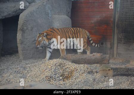 Tiger Walking im Zoo von Budapest aus der Nähe gesehen Stockfoto