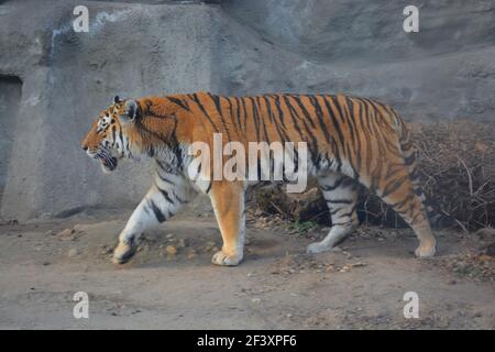 Tiger Walking im Zoo von Budapest aus der Nähe gesehen Stockfoto
