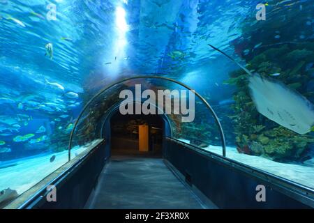 Unterwassertunnel im Aquarium in Budapest Stockfoto