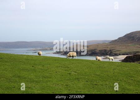 Schafe auf einer Wiese, Orkney, Schottland Stockfoto