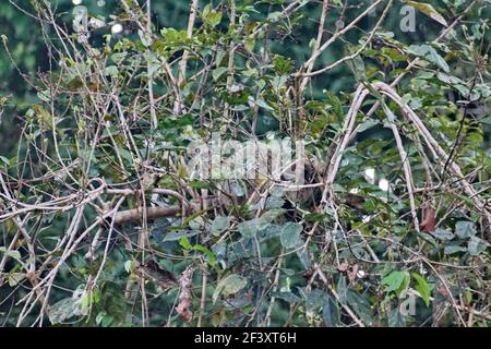 Faultier in einem Baum im Cuyabeno Wildlife Reserve außerhalb des Lago Agrio, Ecuador Stockfoto