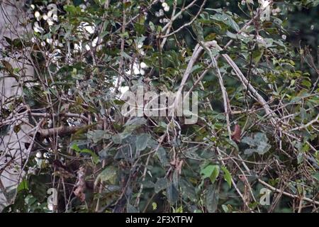 Faultier in einem Baum im Cuyabeno Wildlife Reserve außerhalb des Lago Agrio, Ecuador Stockfoto