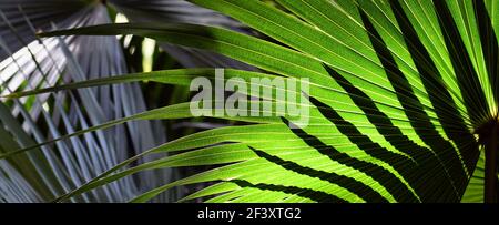 Sonnenlicht und Schatten auf Kohlpalmenblättern, Livistona australis, im gemäßigten Regenwald in Sydney, NSW, Australien Stockfoto